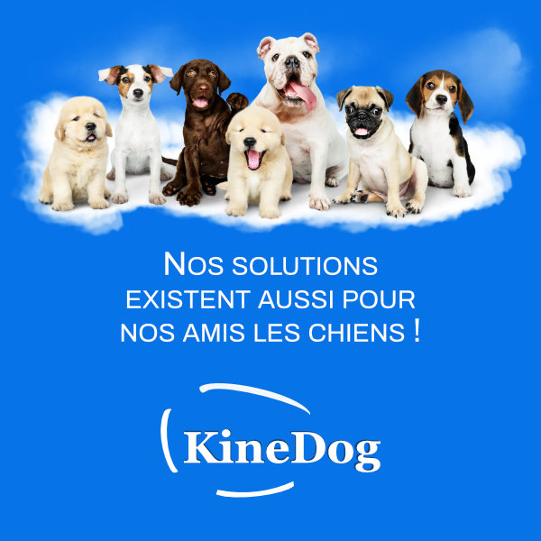 Kinedog : nos solutions anti escarre pour chiens